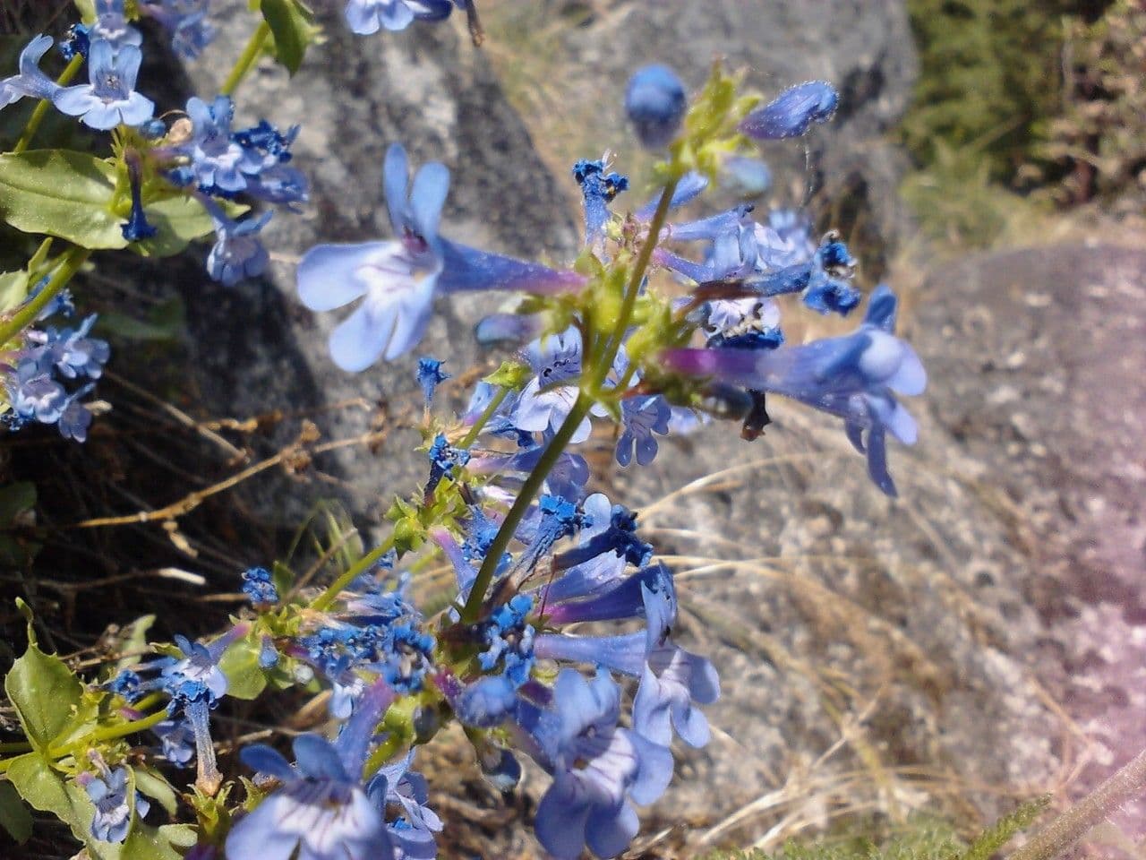 Penstemon 6