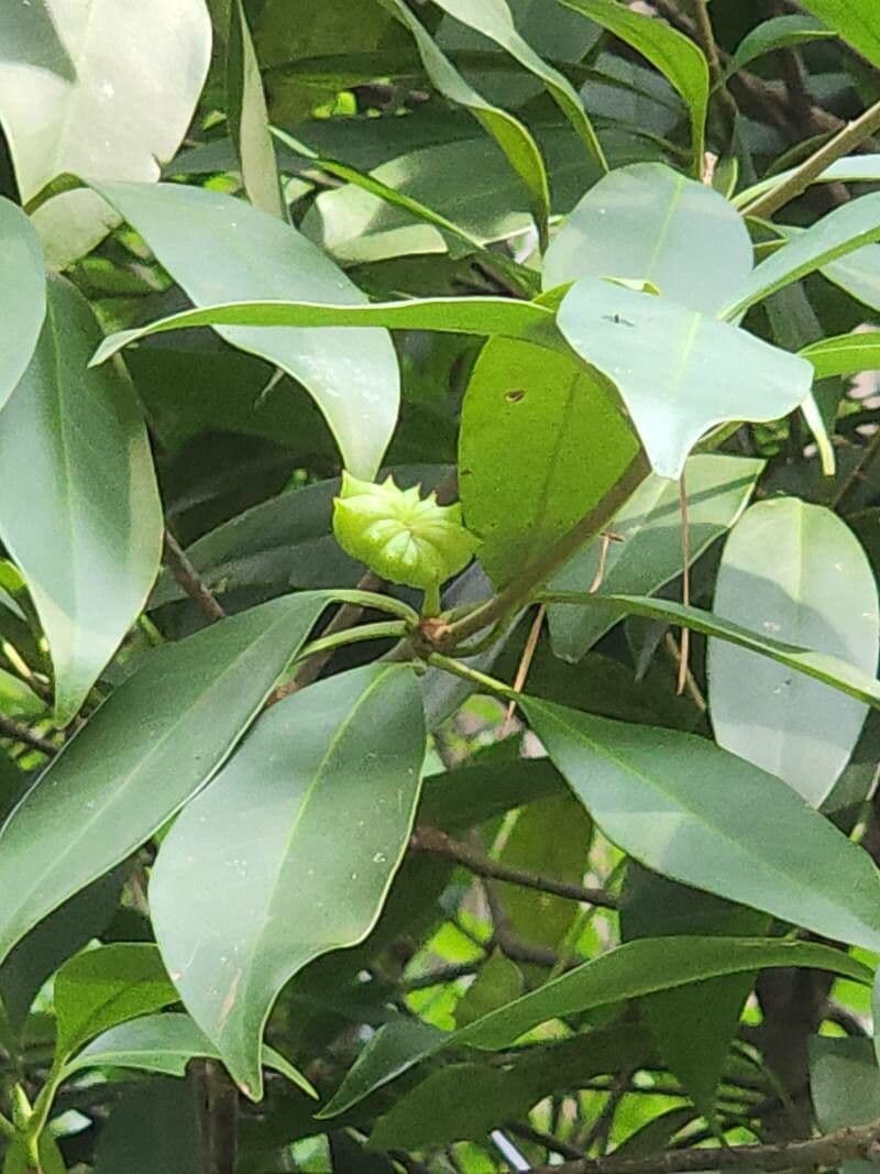 Sternanis 3