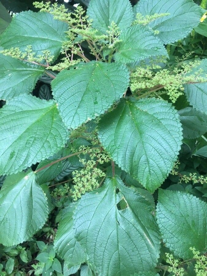 Laportea aestuans 4