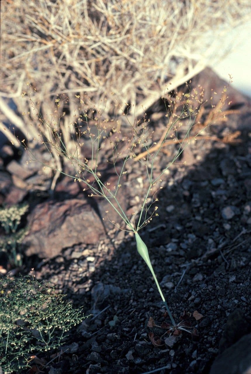 Polygonum gonfiato 7