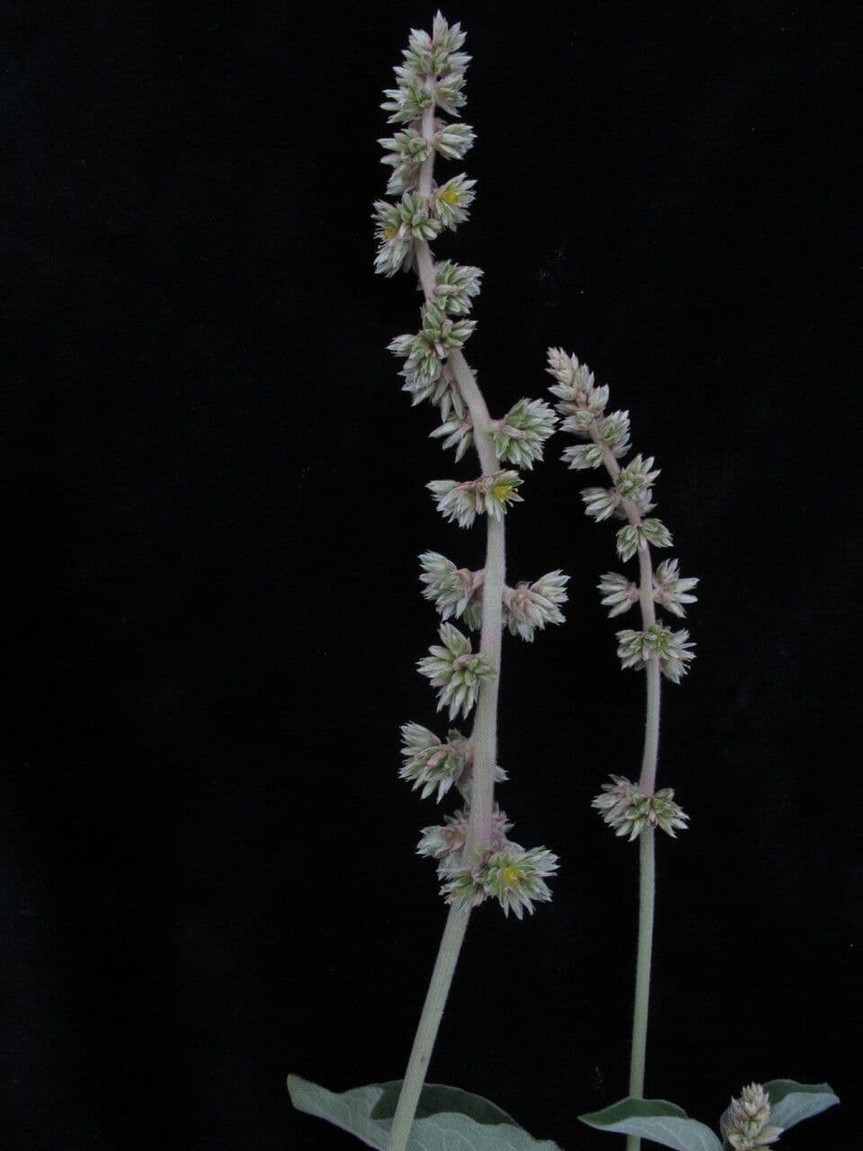 Cyathula 2