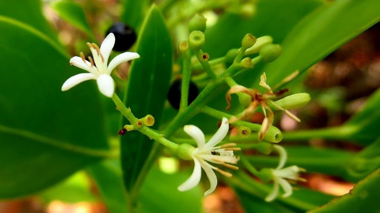 Erithalis fruticosa 8