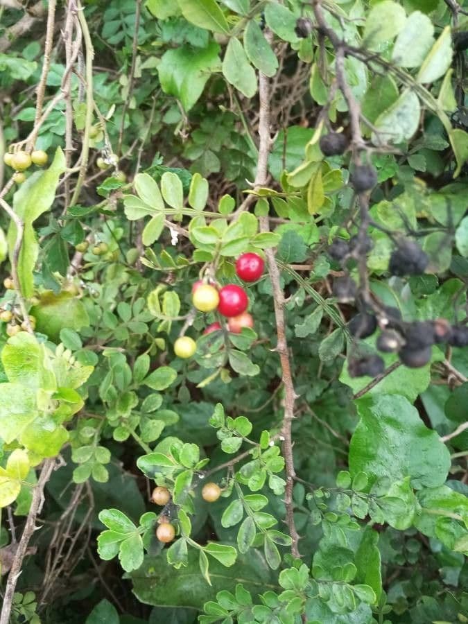 Zanthoxylum fagara 2