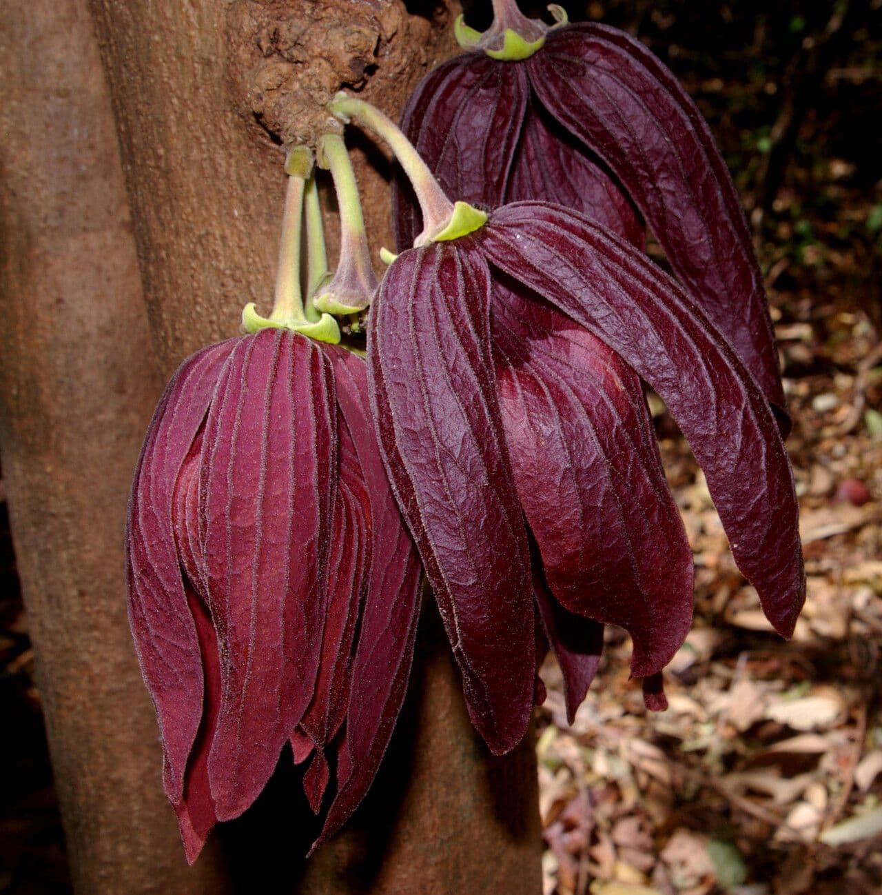 Sapranthus 5