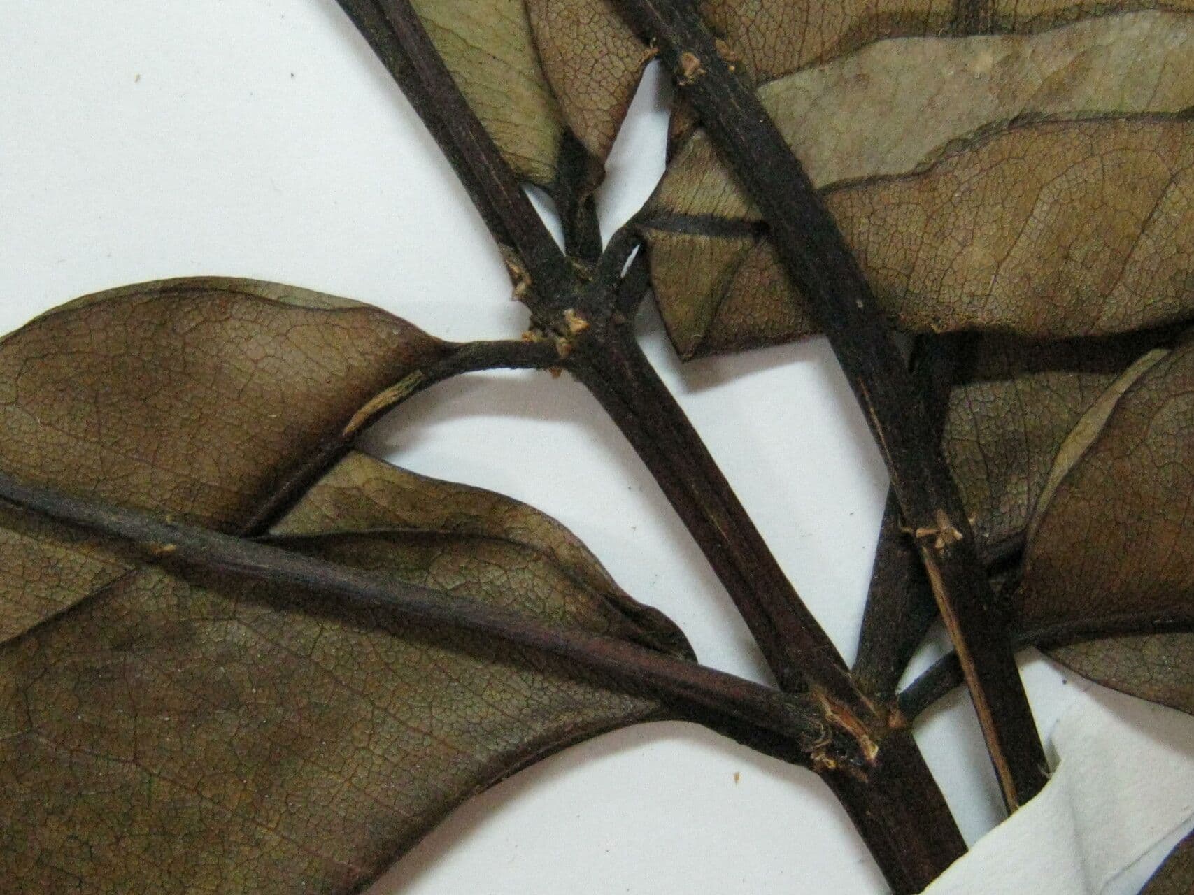 Vochysia 4