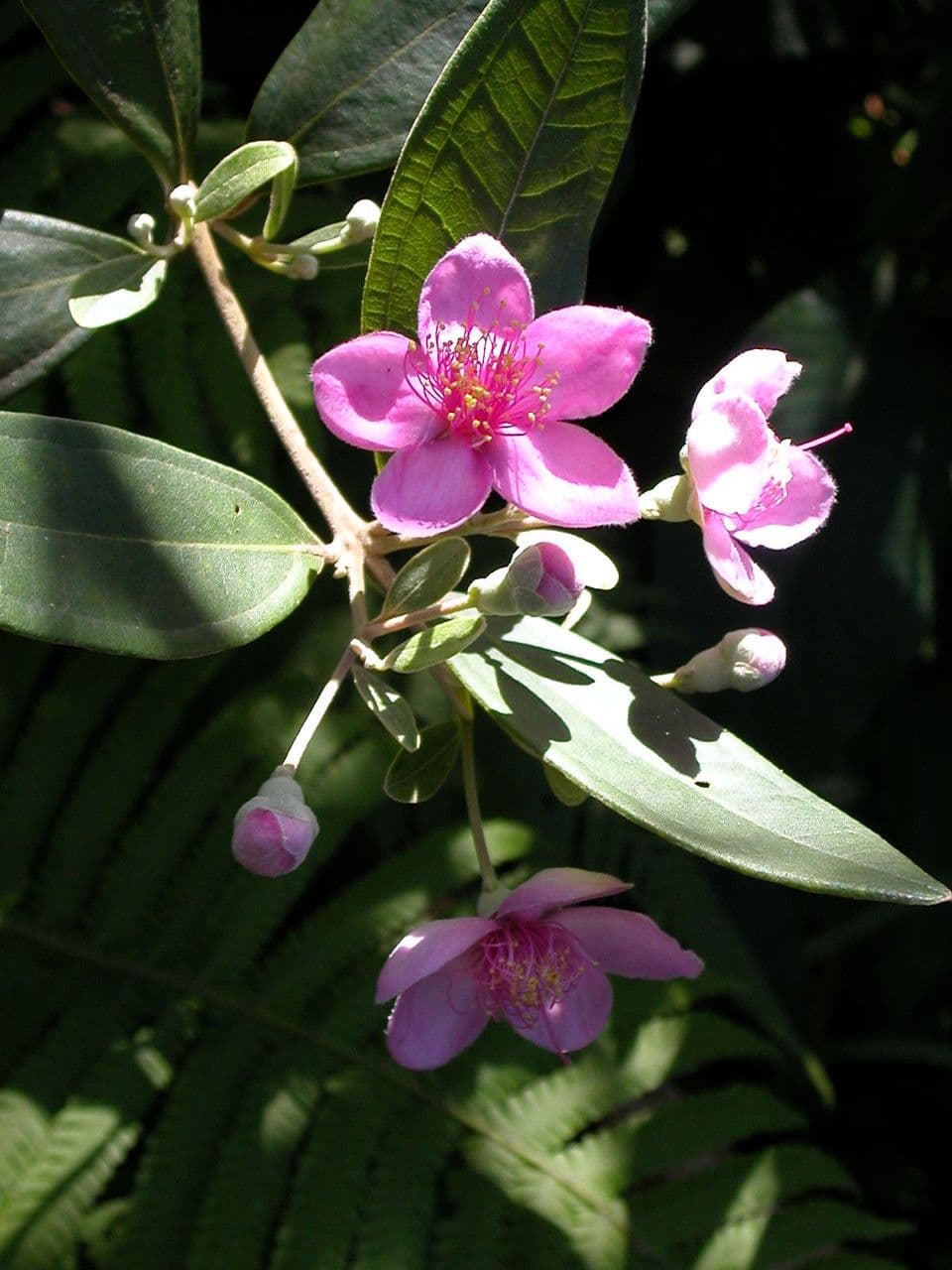 Mirto tomentoso 3
