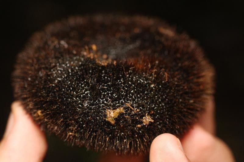 Apeiba 4