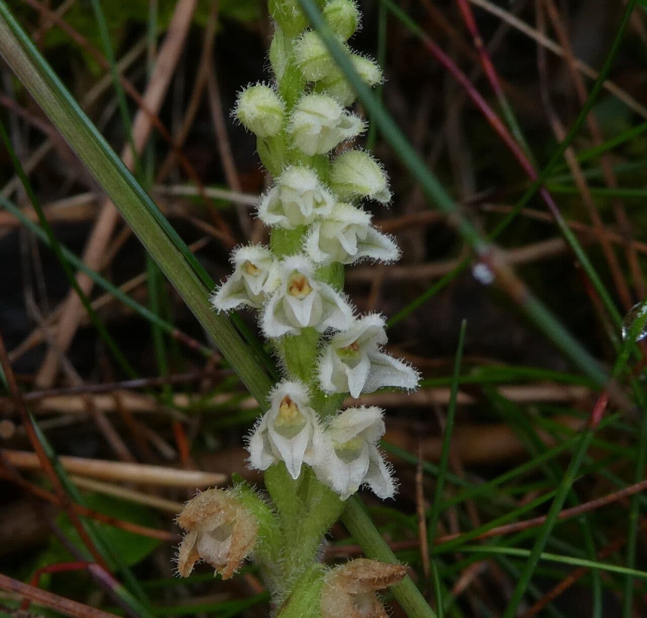 Gudiera 8
