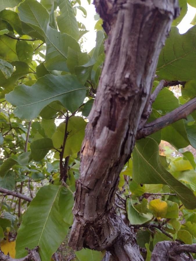 Curatella americana 19