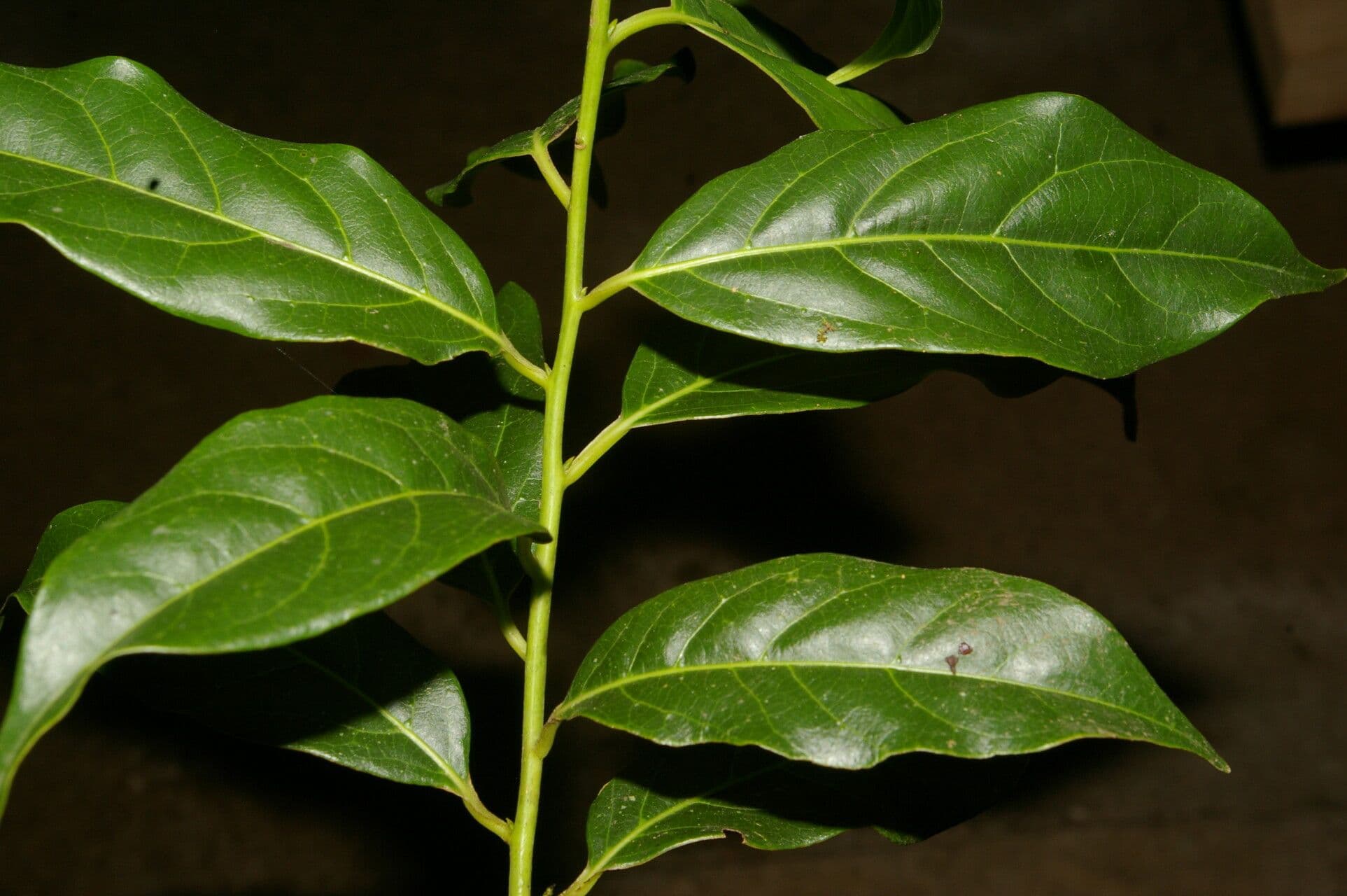 Ocotea tenera 10