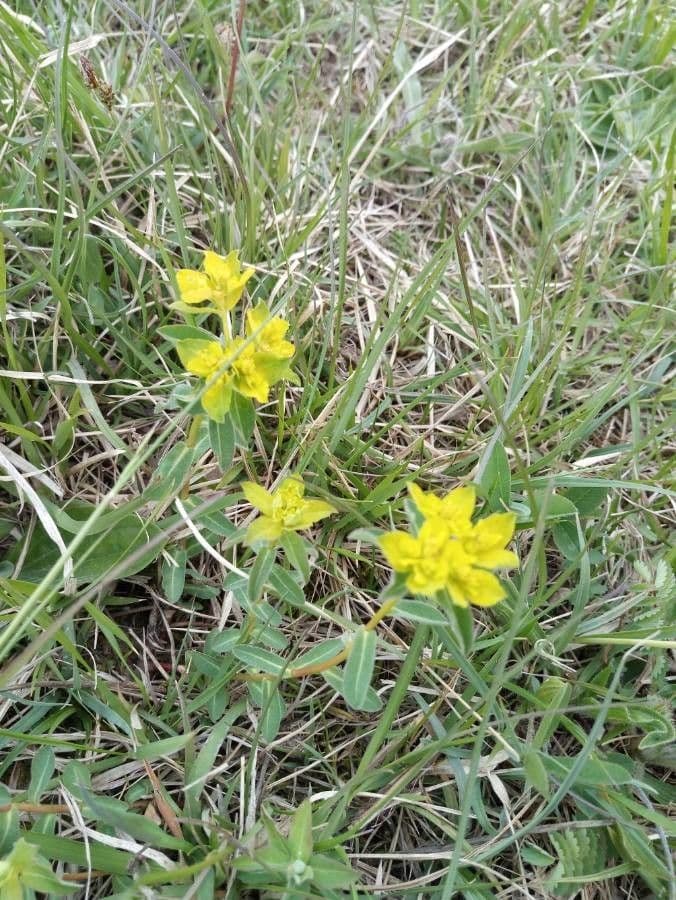 Euforbia bionda 15