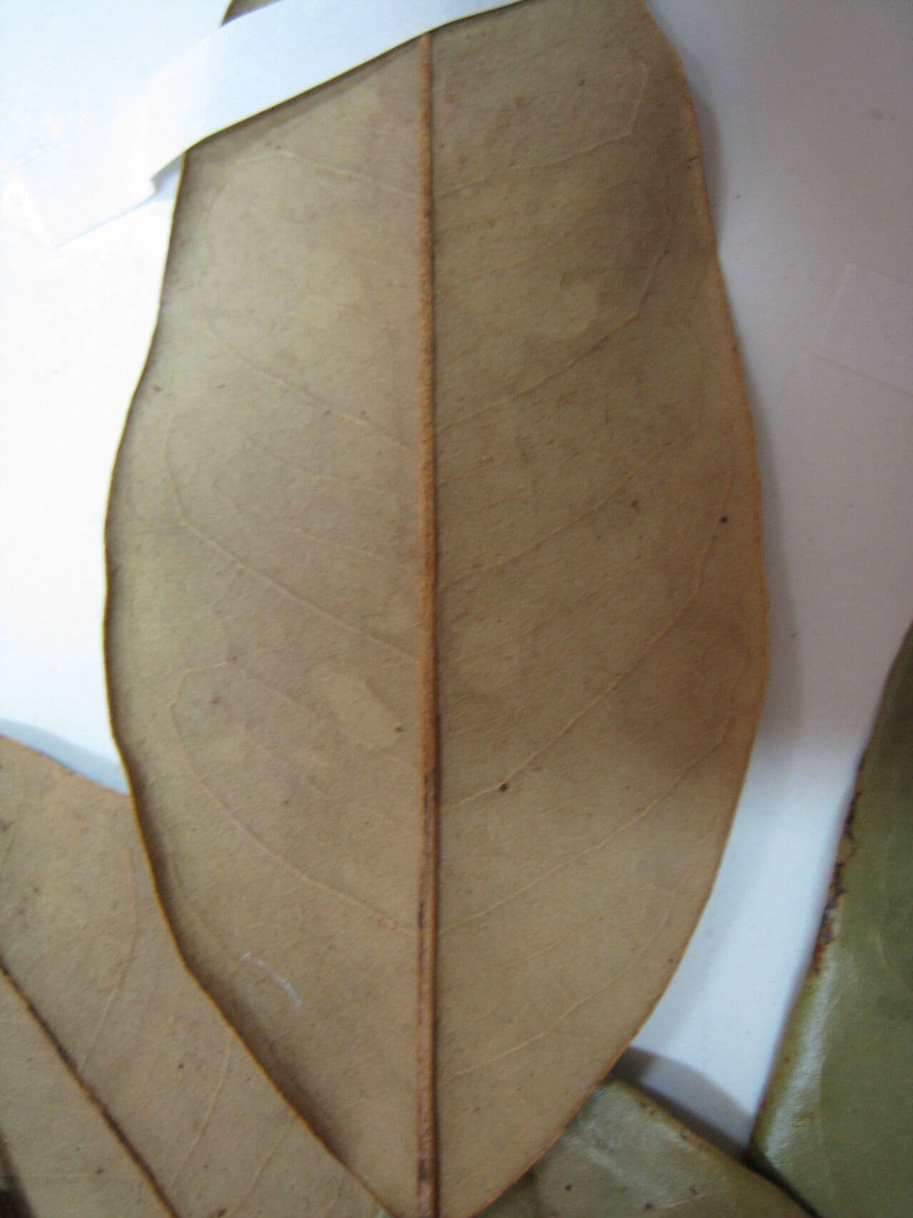 Swartzia 5
