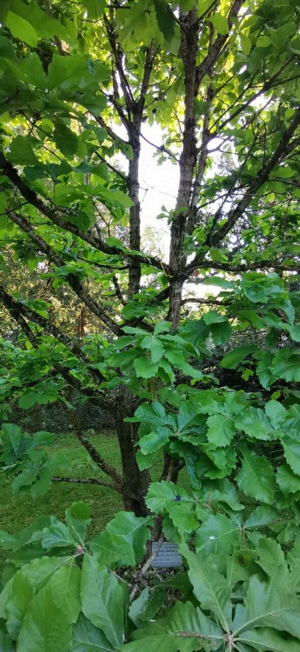 Quercia Daimyo 9