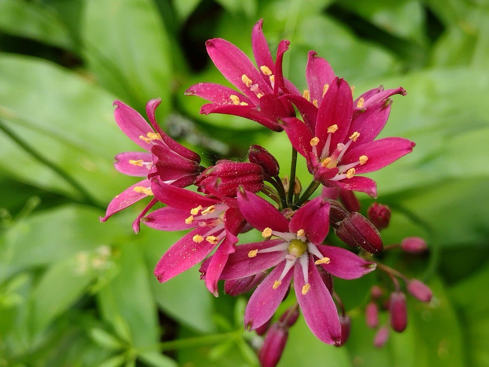 Klintonia 10