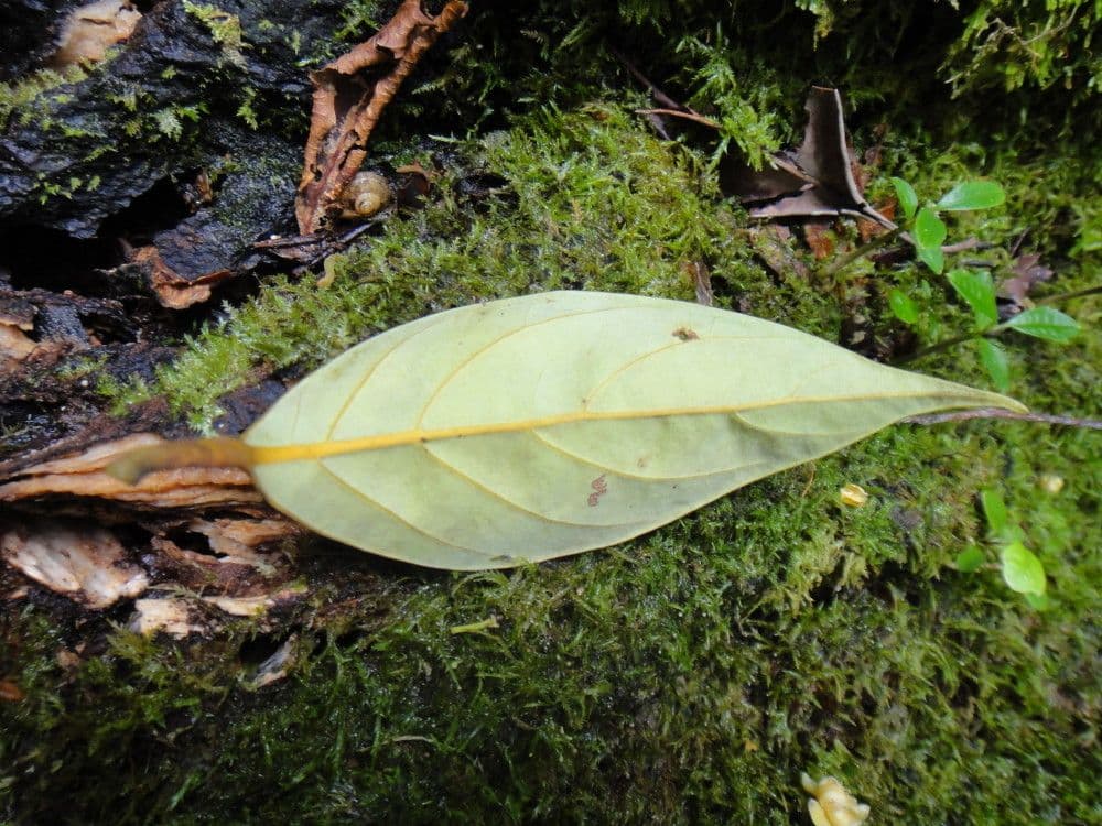 Cryptocarya 7