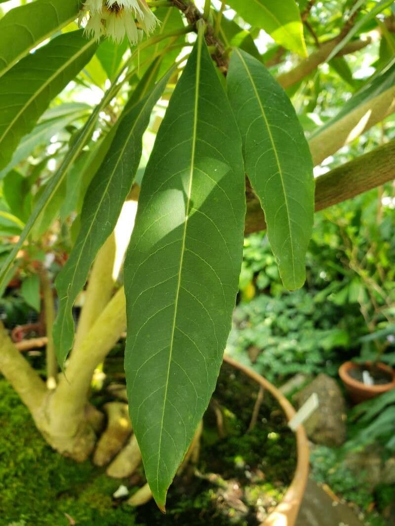 Blue Fig 8