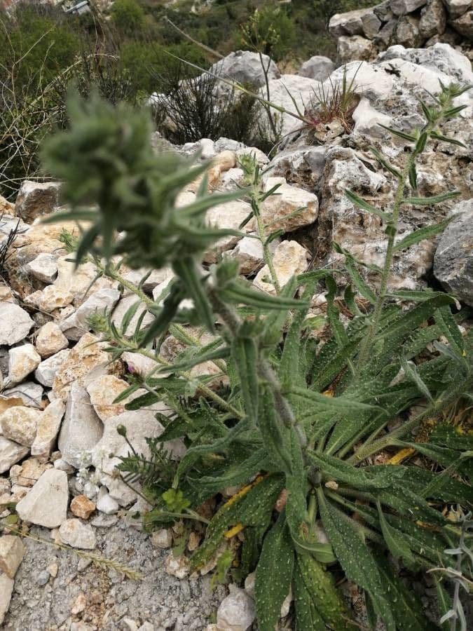Echium angustifolium 15