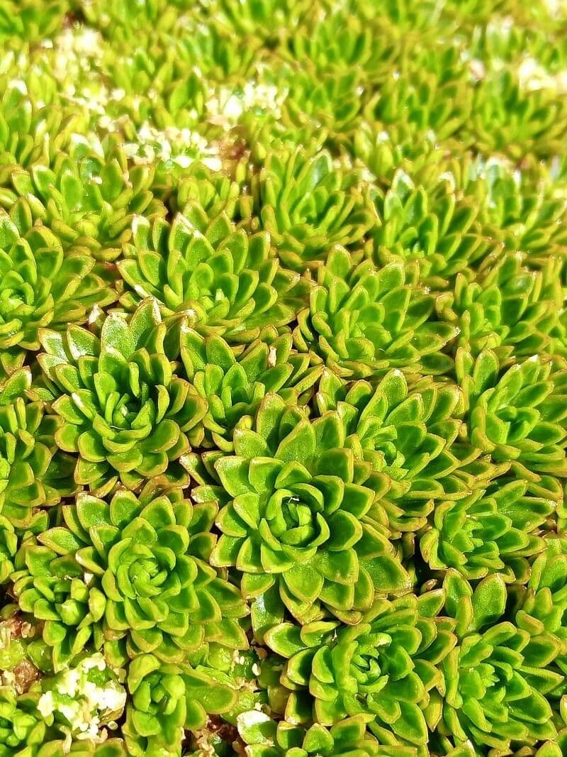 Azorella 18
