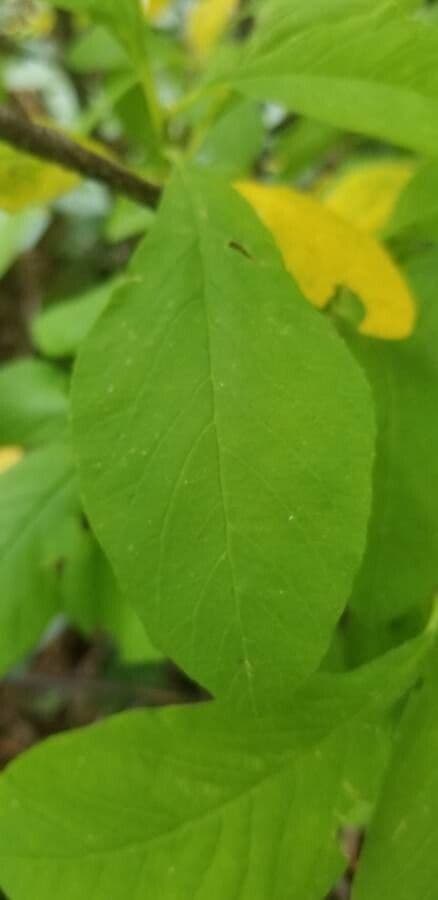 Oemleria cerasiformis 10