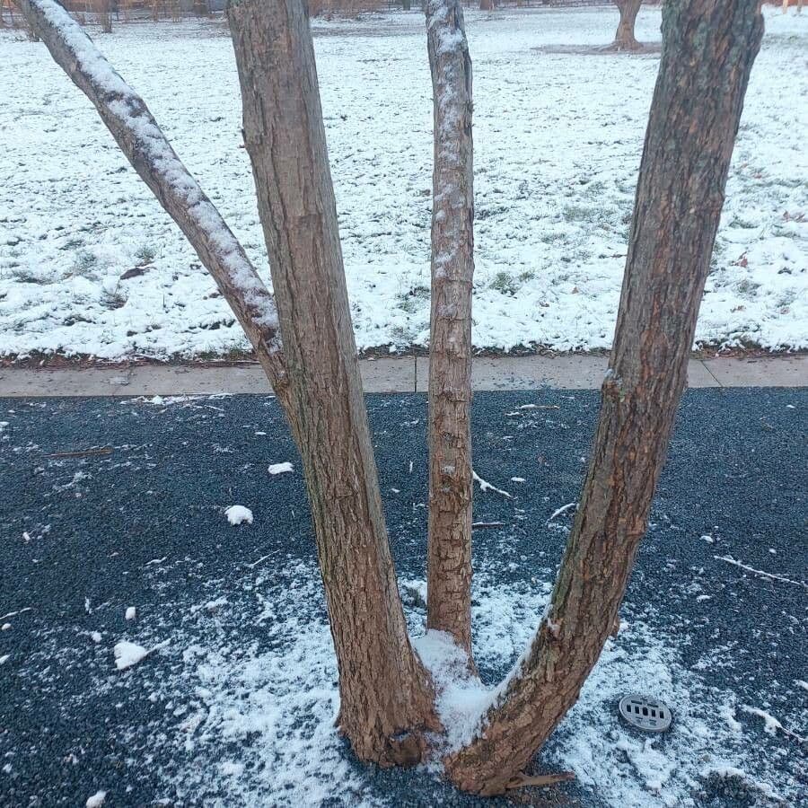 Katalpa vajcovitolistá 25