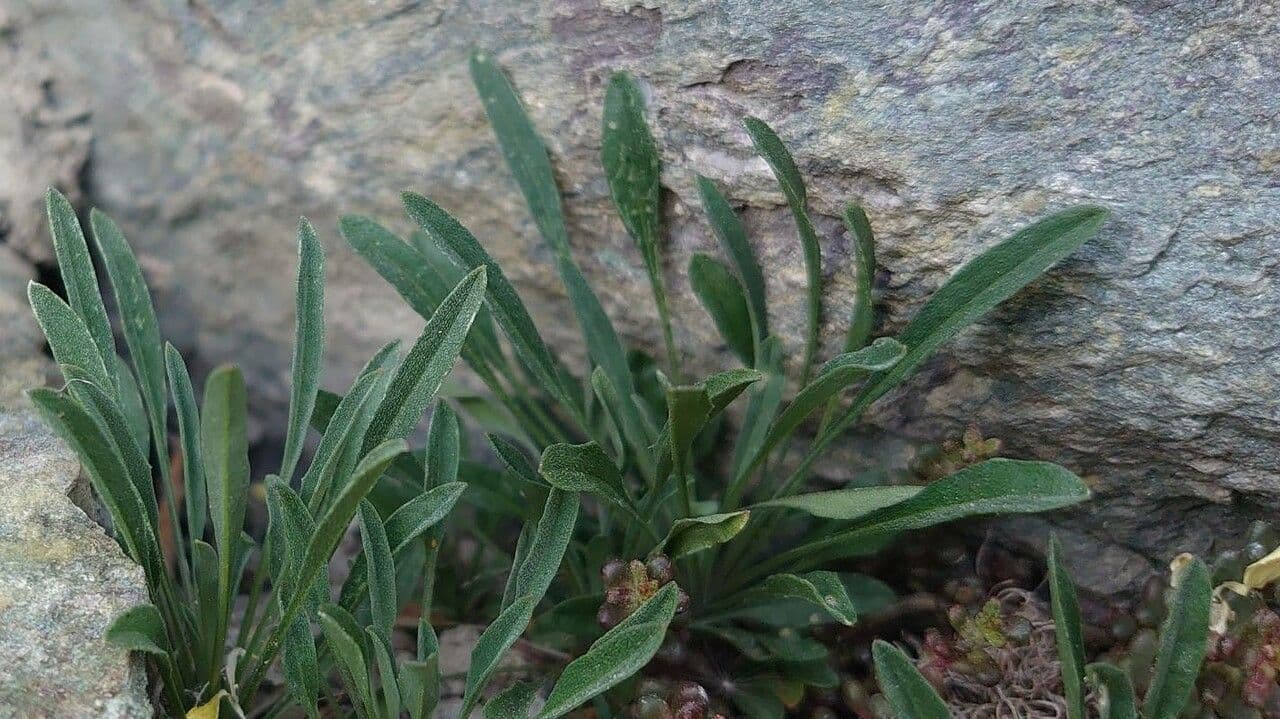 Erysimum rhaeticum 16