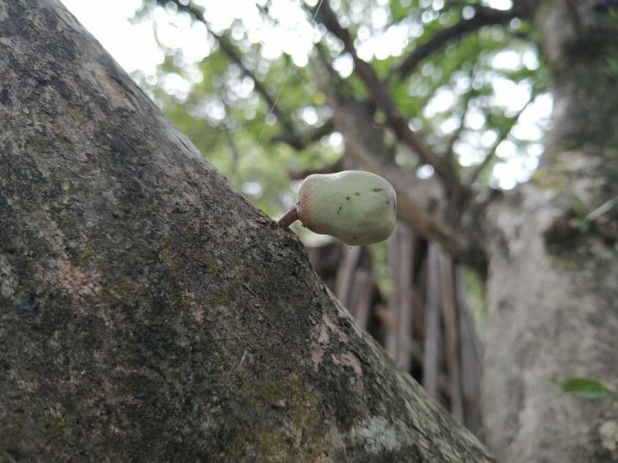 Morrito 5