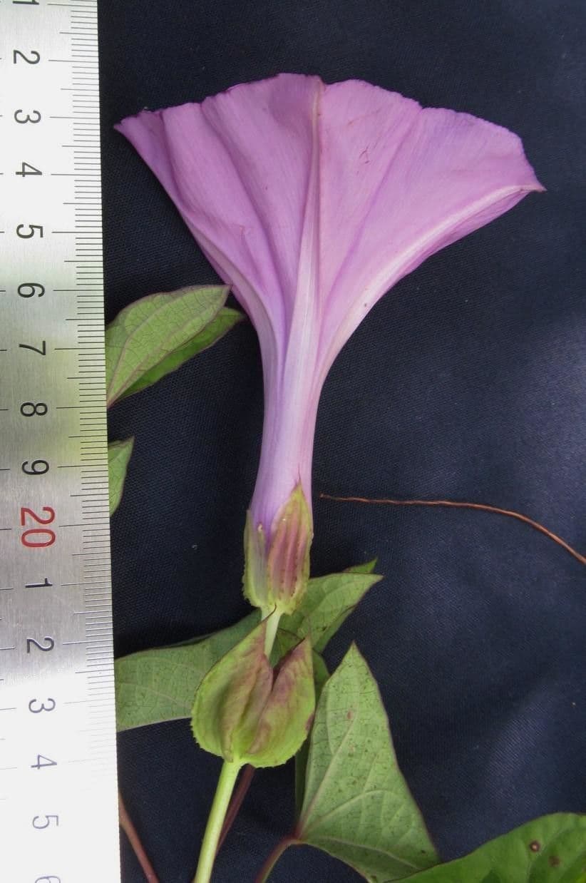Ipomoea setifera 16