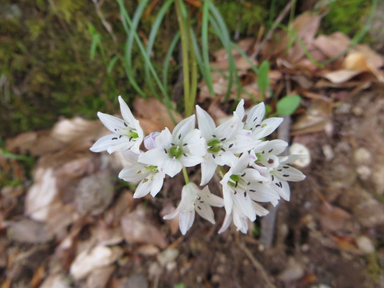 Brimeura eretta