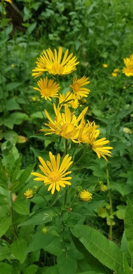 Doronicum austriacum 4