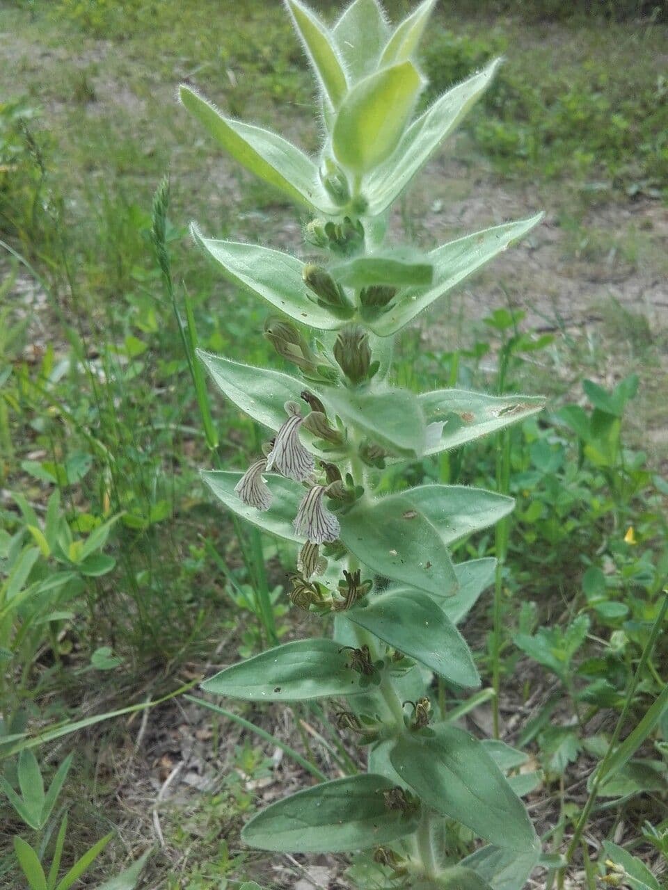 Ajuga 12