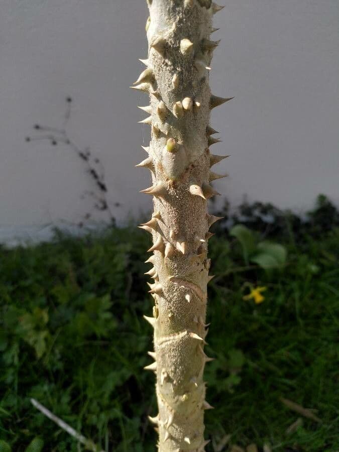 Brassaiopsis 8
