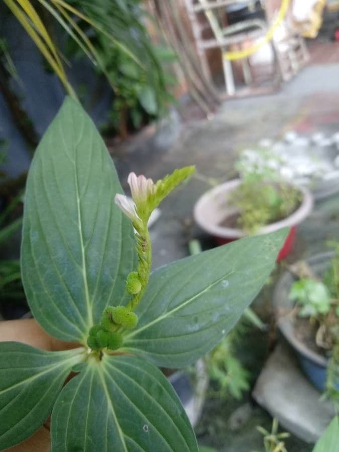 Spigelia 7