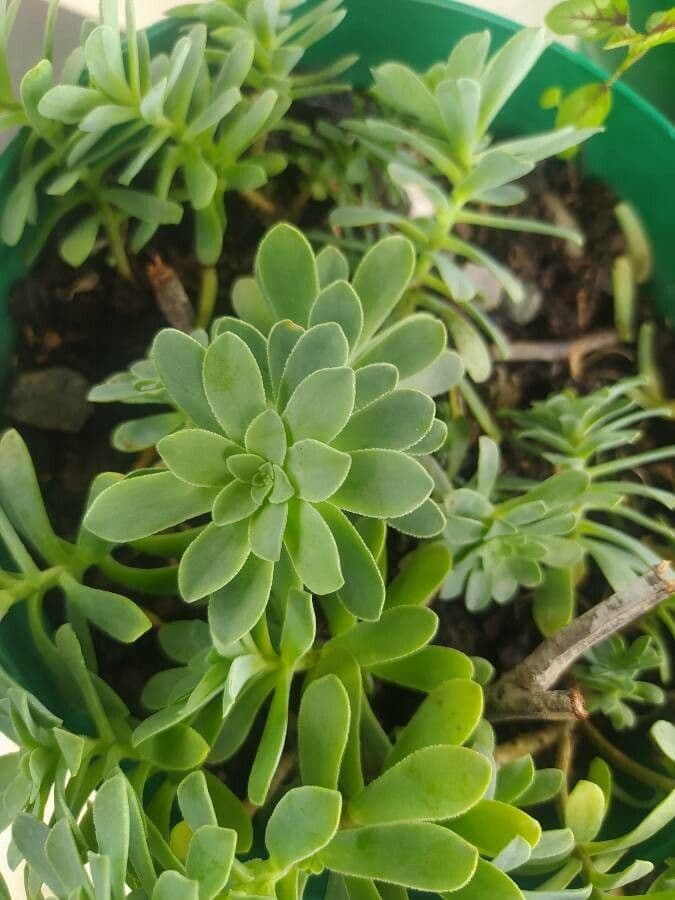 Sedum 12