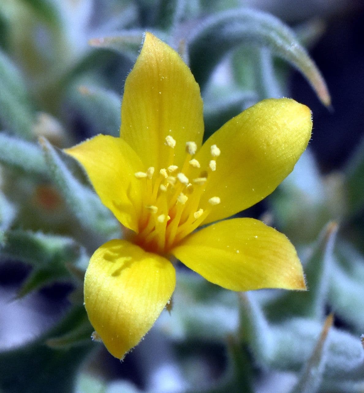 Mentzelia 3