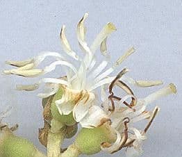 Miconia affine 8