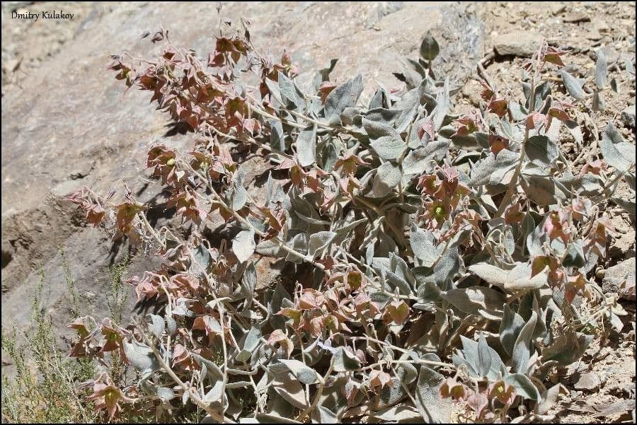 Trichodesma 3