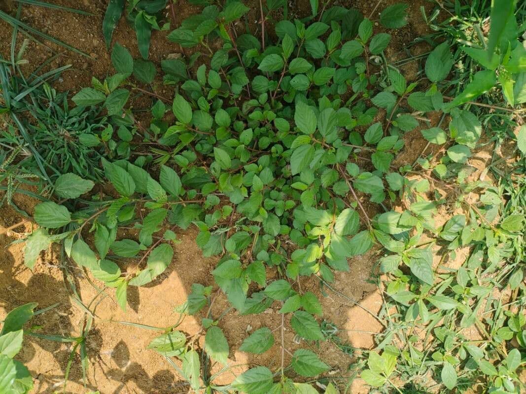 Corchorus trilocularis 12