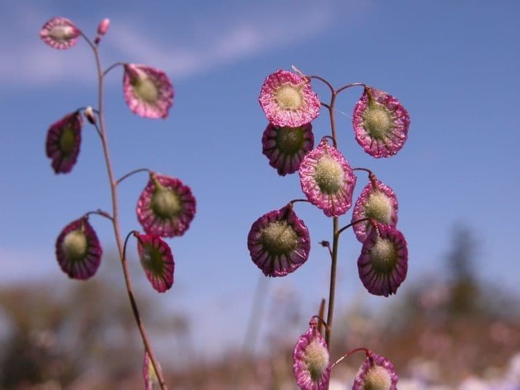 Thysanocarpus 4