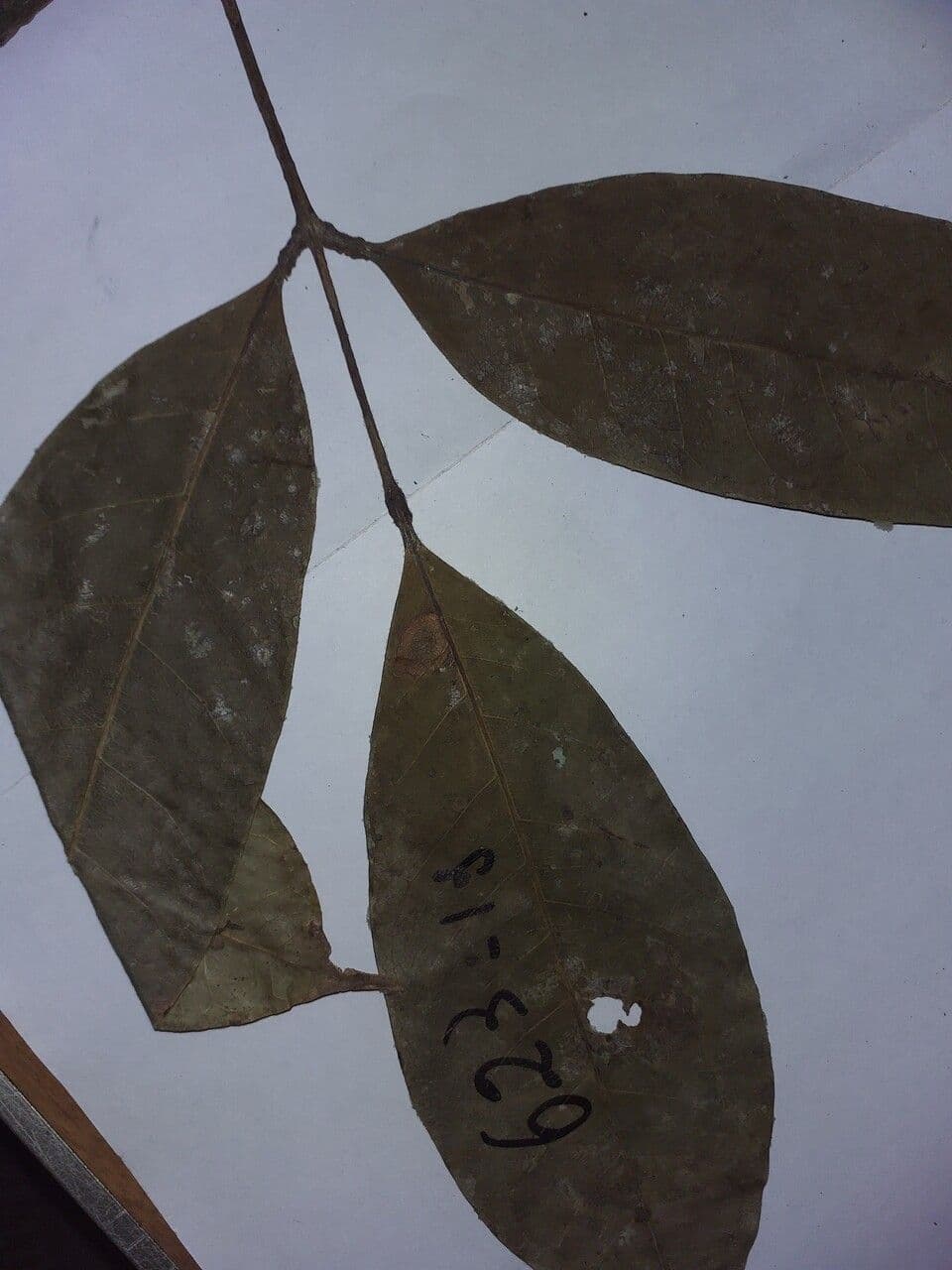 Dacryodes 5