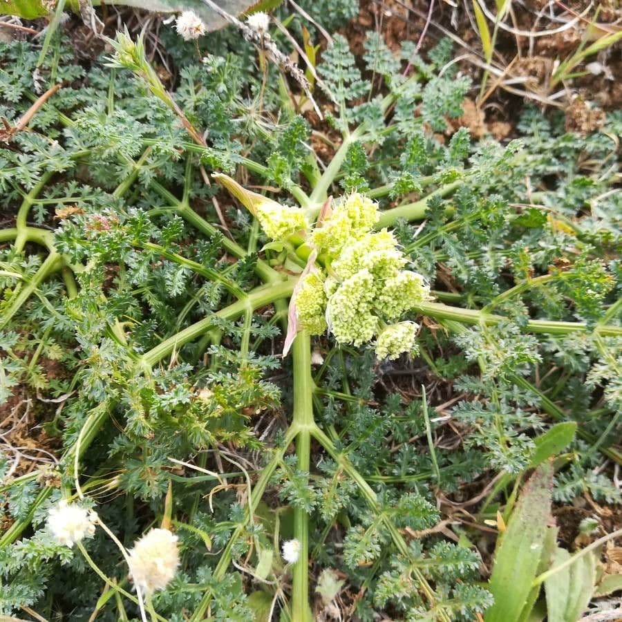 Wollfrucht-Wüstenkerbel 16