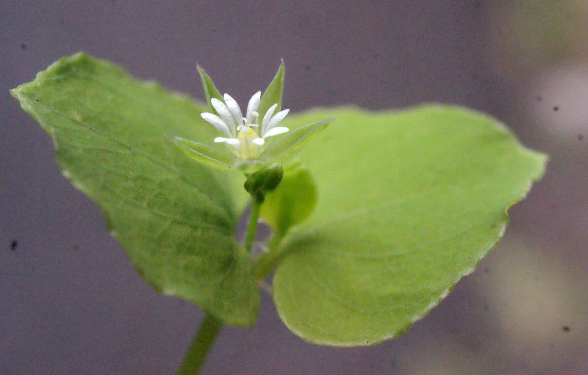 Drymaria cordata 5