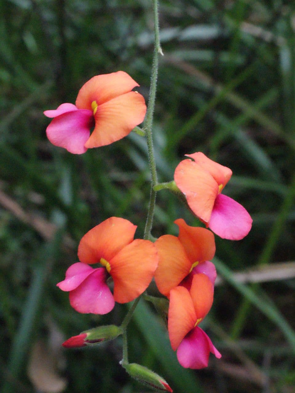 Kennedia 3