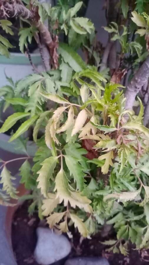 Aralia 3
