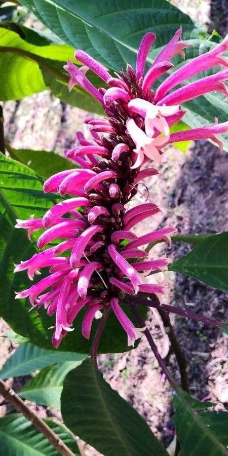 Phlogacanthus 2
