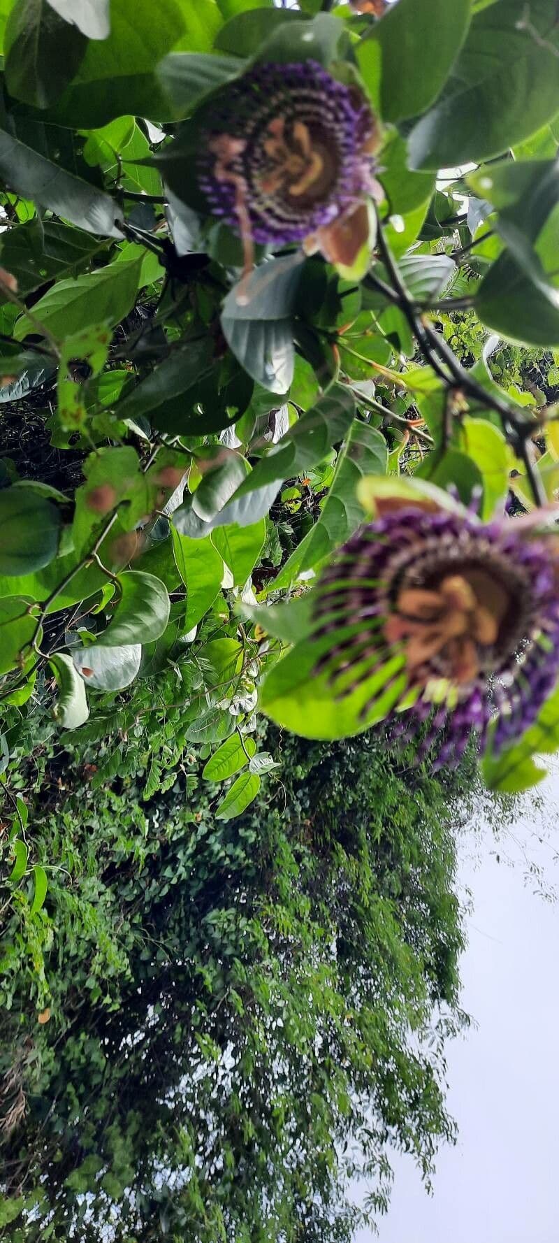 Passiflora laurifolia 6