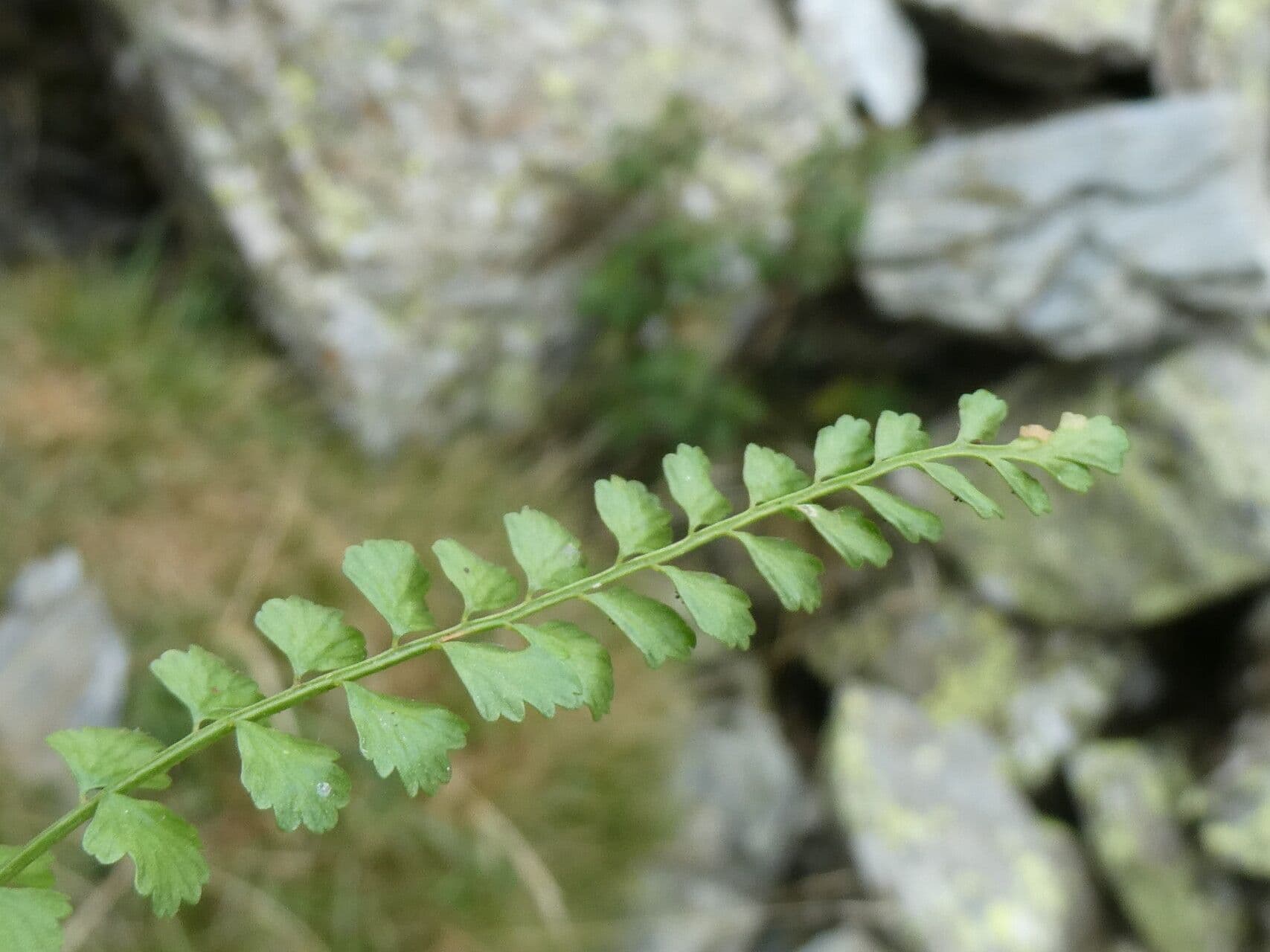 Asplenio verde 18
