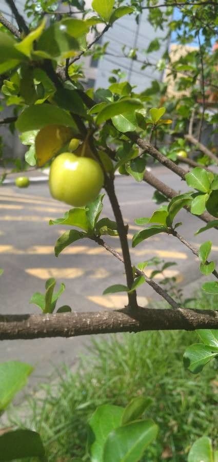 Glatte Malpighie 3