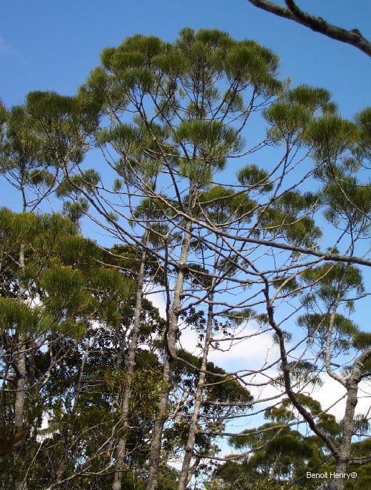 Gymnostoma 8