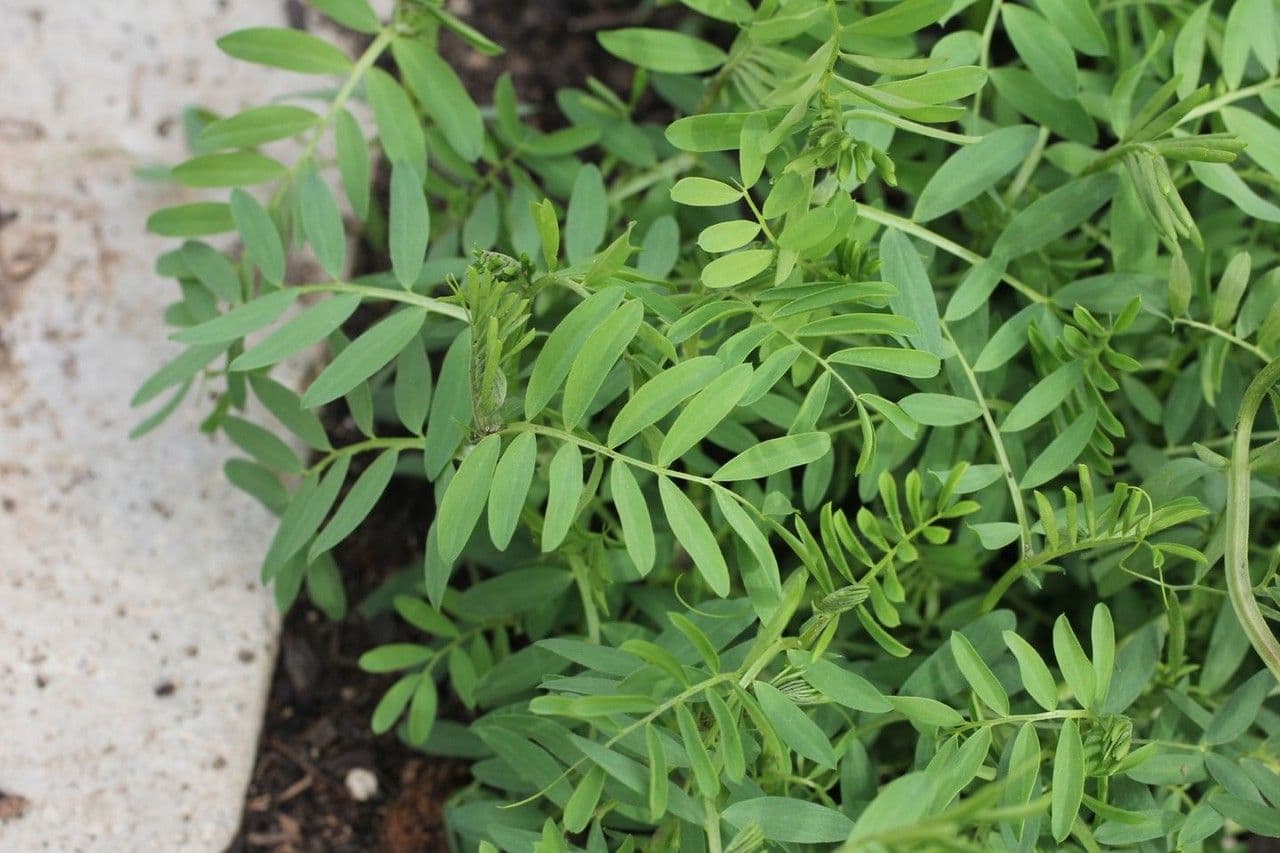 Soczewica jadalna 11