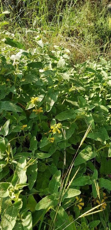 Phlomis viscoso 3